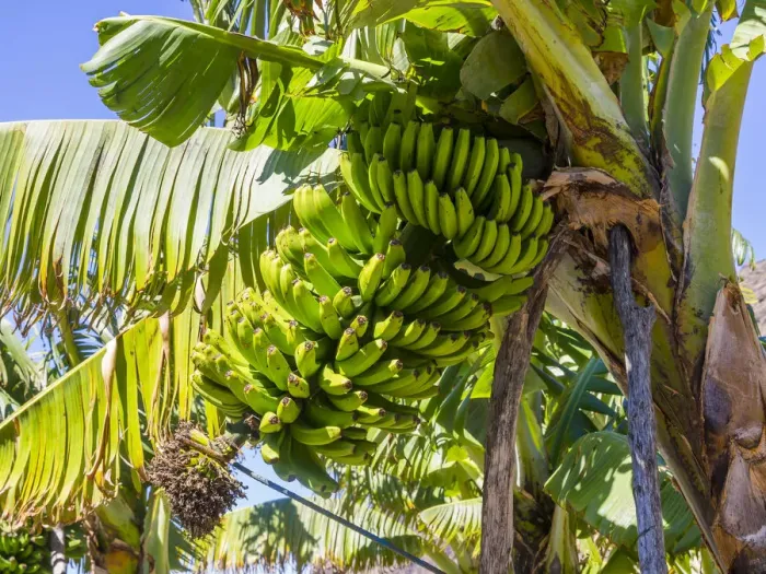 Framed Print : Banana plantation, near Tazacorte, La Palma, Canary Islands, Spain Framed Print : Banana plantation, near Tazacorte, La Palma, Canary Islands, Spain