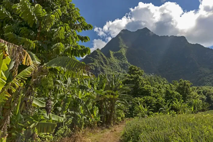Framed Print : Banana plants, Mo orea, French Polynesia Framed Print : Banana plants, Mo orea, French Polynesia