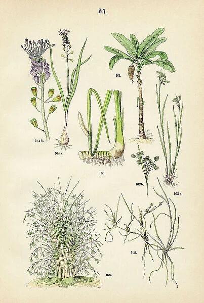 Banana, soft rush, fen wood-rush, purple grape hyacinth, sweet flag, bamboo - Botanical illustration 1883