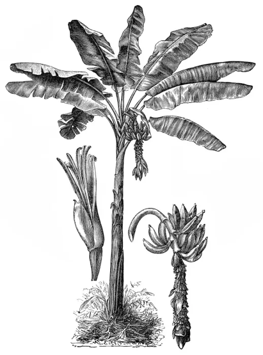 Framed Print : Banana tree (musa paradisiaca) Framed Print : Banana tree (musa paradisiaca)