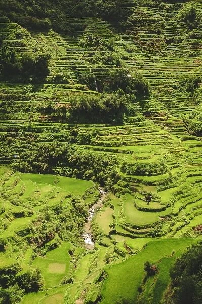 Banaue. 2000 year old rice terraces carved into the mountains in Banaue, North Luzon
