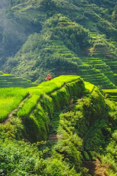 Framed Print : Banaue rice cliff Framed Print : Banaue rice cliff