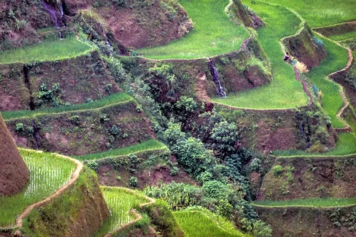 Framed Print : Banaue Rice Terraces Framed Print : Banaue Rice Terraces