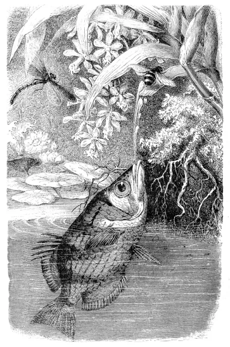 Framed Print : Banded Archerfish (Toxotes Jaculator) Framed Print : Banded Archerfish (Toxotes Jaculator)