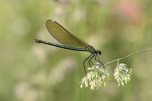 Banded Demoiselle or Banded Agrion -Calopteryx splendens-, female on a blade of grass, Huhnermoor nature reserve, North Rhine-Westphalia, Germany