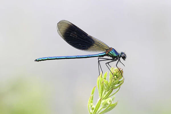Banded Demoiselle or Banded Agrion -Calopteryx splendens- male on a blade of grass, Huhnermoor nature reserve, North Rhine-Westphalia, Germany