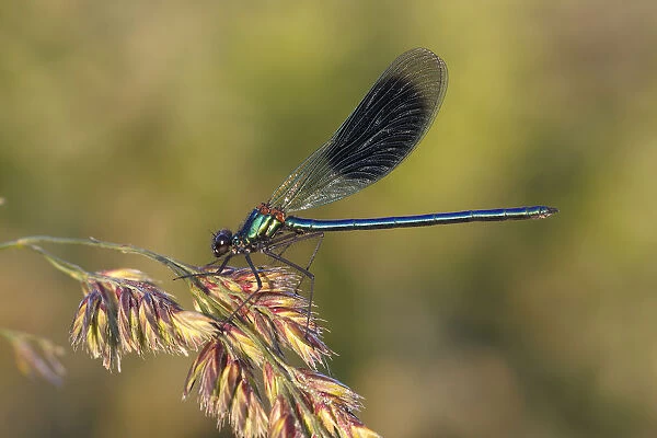 Banded Demoiselle or Banded Agrion -Calopteryx splendens- on a blade of grass, Huhnermoor nature reserve, North Rhine-Westphalia, Germany