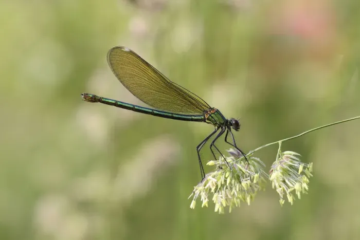 Framed Print : Banded Demoiselle or Banded Agrion -Calopteryx splendens-, female on a blade of grass, Huhnermoor nature reserve, North Rhine-Westphalia, Germany Framed Print : Banded Demoiselle or Banded Agrion -Calopteryx splendens-, female on a blade of grass, Huhnermoor nature reserve, North Rhine-Westphalia, Germany