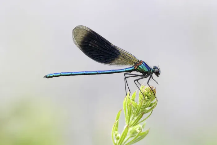 Framed Print : Banded Demoiselle or Banded Agrion -Calopteryx splendens- male on a blade of grass, Huhnermoor nature reserve, North Rhine-Westphalia, Germany Framed Print : Banded Demoiselle or Banded Agrion -Calopteryx splendens- male on a blade of grass, Huhnermoor nature reserve, North Rhine-Westphalia, Germany