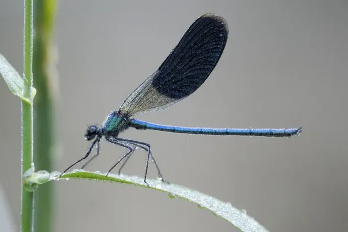 Framed Print : Banded Demoiselle -Calopteryx splendens-, male, with dew, Bulgaria Framed Print : Banded Demoiselle -Calopteryx splendens-, male, with dew, Bulgaria