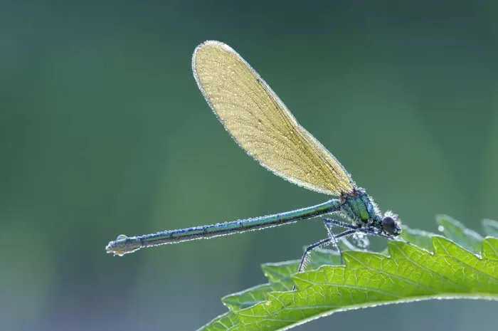 Framed Print : Banded Demoiselle -Calopteryx splendens-, female, on nettle leaf with dew, Bulgaria Framed Print : Banded Demoiselle -Calopteryx splendens-, female, on nettle leaf with dew, Bulgaria