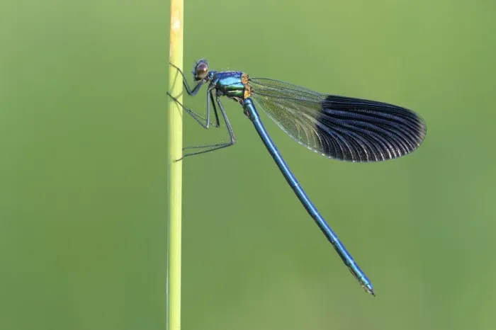 Framed Print : Banded Demoiselle -Calopteryx splendens-, male, Bulgaria Framed Print : Banded Demoiselle -Calopteryx splendens-, male, Bulgaria