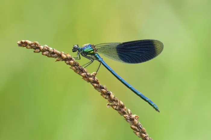 Framed Print : Banded Demoiselle -Calopteryx splendens-, male, Reuss Valley, Switzerland Framed Print : Banded Demoiselle -Calopteryx splendens-, male, Reuss Valley, Switzerland