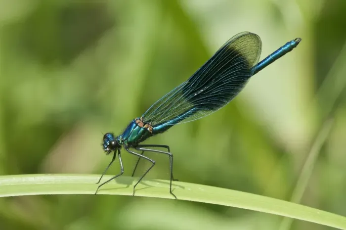 Framed Print : Banded Demoiselle -Calopteryx splendens-, Untergroningen, Abtsgmuend, Baden-Wurttemberg, Germany Framed Print : Banded Demoiselle -Calopteryx splendens-, Untergroningen, Abtsgmuend, Baden-Wurttemberg, Germany