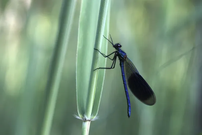 Framed Print : Banded Demoiselle -Calopteryx splendens-, male, Ummendorfer Ried Nature Reserve, Ummendorf, Upper Swabia, Baden-Wurttemberg, Germany