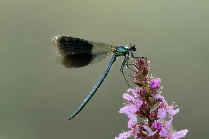 Framed Print : Banded Demoiselle -Calopteryx splendens-, male, Reussspitz, Maschwanden, Switzerland, Europe