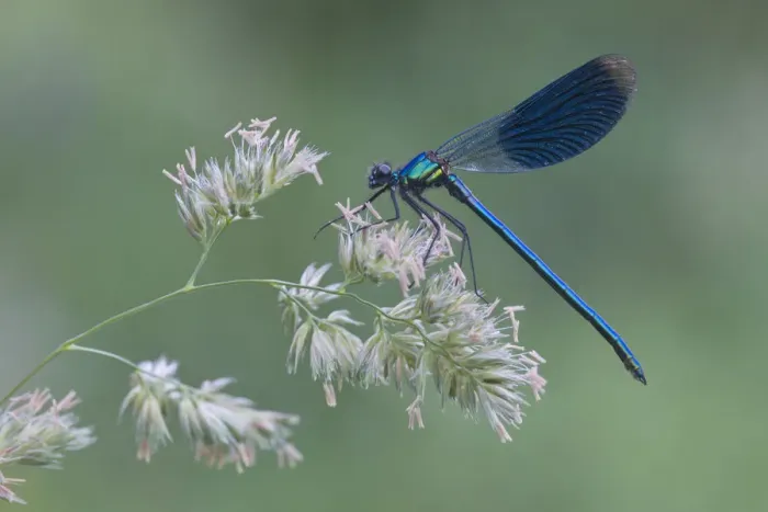 Framed Print : Banded Demoiselle -Calopteryx splendens-, male, Haren, Emsland region, Lower Saxony, Germany, Europe Framed Print : Banded Demoiselle -Calopteryx splendens-, male, Haren, Emsland region, Lower Saxony, Germany, Europe