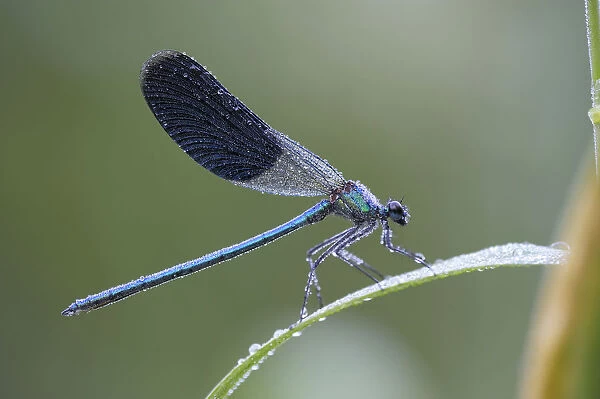 Banded Demoiselle -Calopteryx splendens-, male, with dew, Bulgaria