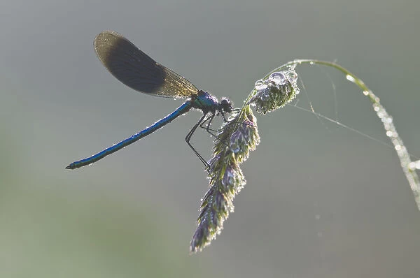 Banded demoiselle (Calopteryx splendens), male
