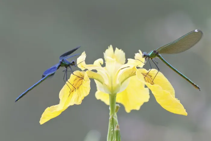 Framed Print : Banded Demoiselles -Calopteryx splendens-, male and female on an iris, North Hesse, Hesse, Germany Framed Print : Banded Demoiselles -Calopteryx splendens-, male and female on an iris, North Hesse, Hesse, Germany