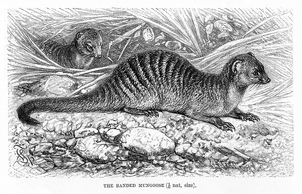 Banded mongoose engraving 1894