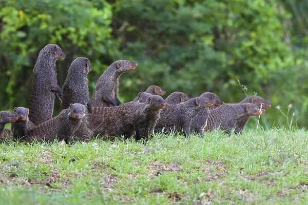 Banded Mongoose family, iSimangaliso Wetland Park