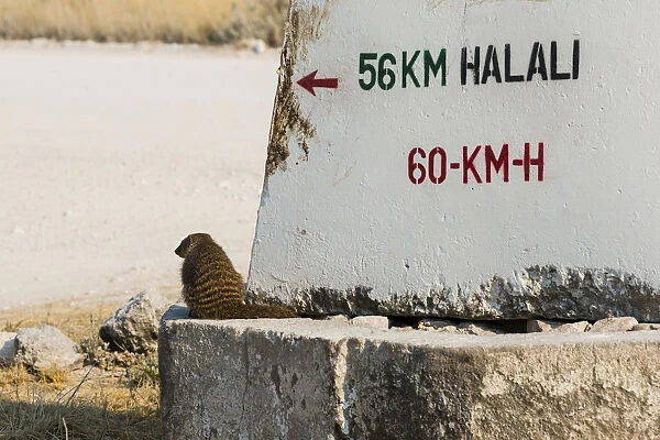 Banded mongoose -Mungos mungo- sitting next to a sign, Etosha National Park, Namibia