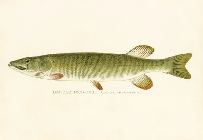 Framed Print : Banded pickerel chromolithograph 1898 Framed Print : Banded pickerel chromolithograph 1898