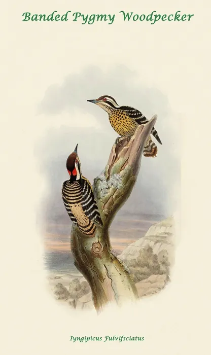 Framed Print : Banded Pygmy Woodpecker Framed Print : Banded Pygmy Woodpecker