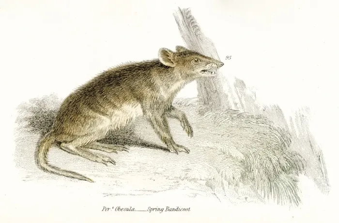 Framed Print : Bandicoot rat engraving 1803 Framed Print : Bandicoot rat engraving 1803