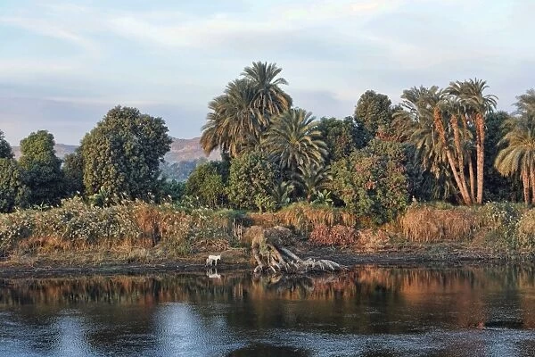 Bank of the Nile, Egypt, Africa