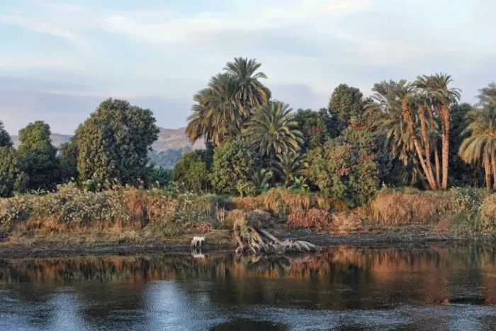 Framed Print : Bank of the Nile, Egypt, Africa