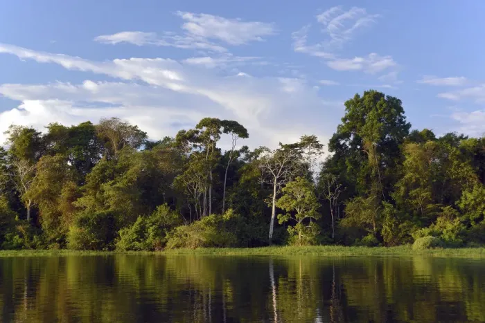 Framed Print : Bank of the Rio Solimoes river with flooded Varzea forest, Mamiraua National Park, Manaus, Amazonas, Brazil Framed Print : Bank of the Rio Solimoes river with flooded Varzea forest, Mamiraua National Park, Manaus, Amazonas, Brazil