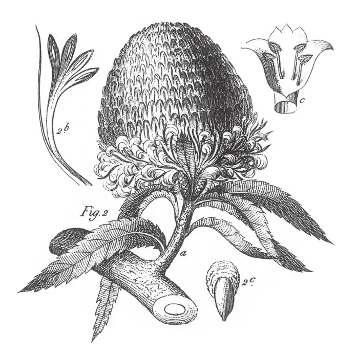 Framed Print : Banksia Serrata, Cultivated Plants from Diverse Families; Ornamental, Edible, or Medicinal Engraving Antique Illustration, Published 1851 Framed Print : Banksia Serrata, Cultivated Plants from Diverse Families; Ornamental, Edible, or Medicinal Engraving Antique Illustration, Published 1851