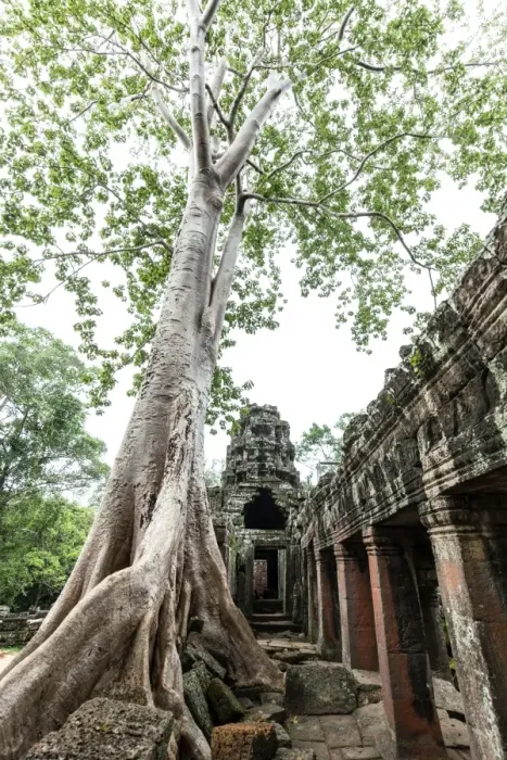 Framed Print : Banteay Kdei in Angkor, Cambodia Framed Print : Banteay Kdei in Angkor, Cambodia
