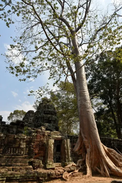 Framed Print : Banteay Kdei temple Angkor Cambodia Framed Print : Banteay Kdei temple Angkor Cambodia