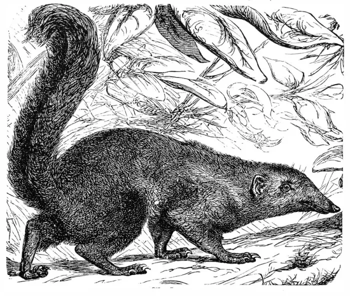 Framed Print : The Banxring or Tana (Cladobates Tana)