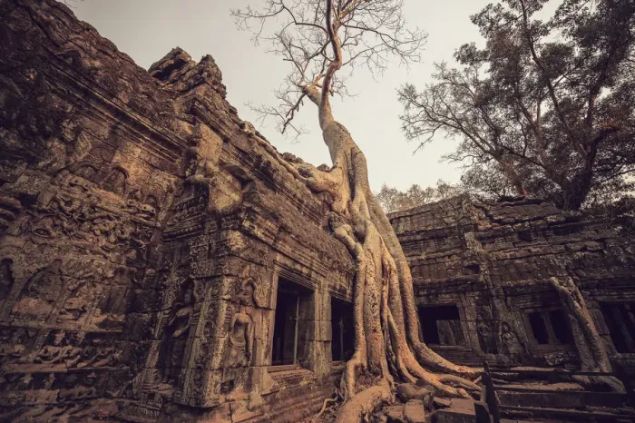 Framed Print : Banyan tree root covering Ruin prasat Ta phrom Framed Print : Banyan tree root covering Ruin prasat Ta phrom