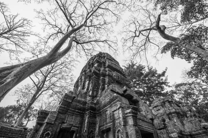 Framed Print : Banyan tree root covering Ruin prasat Ta phrom