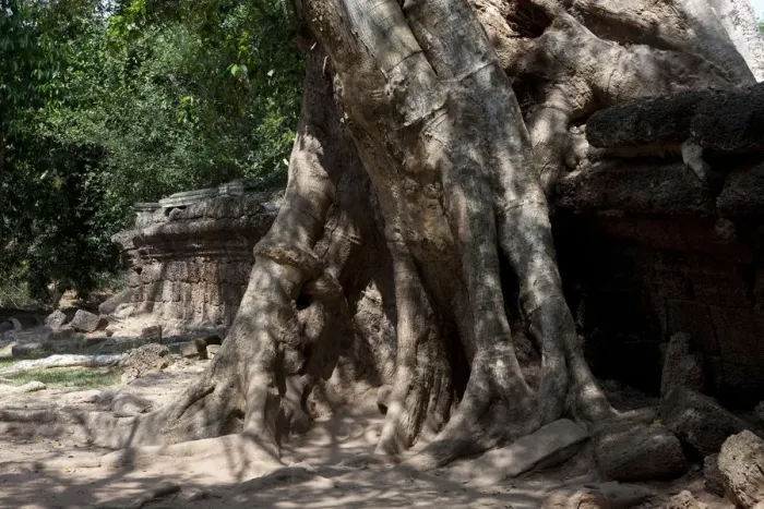 Framed Print : Banyan Tree Roots over Ruin Framed Print : Banyan Tree Roots over Ruin