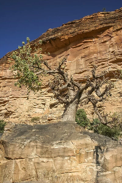 Baoba tree underneath the Bandiagara Escarpment
