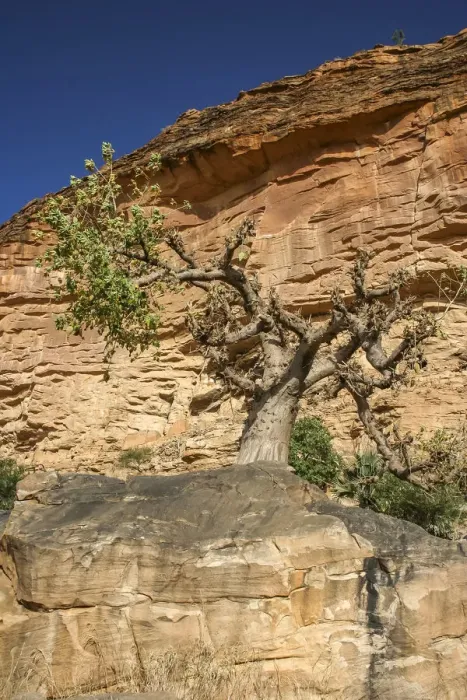 Framed Print : Baoba tree underneath the Bandiagara Escarpment Framed Print : Baoba tree underneath the Bandiagara Escarpment