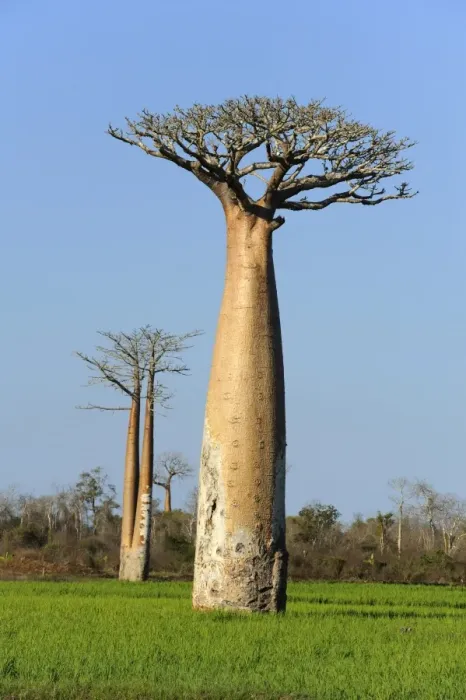 Framed Print : Baobab (Adansonia grandidieri), standing in the rice field, Morondava, Madagascar, Africa Framed Print : Baobab (Adansonia grandidieri), standing in the rice field, Morondava, Madagascar, Africa