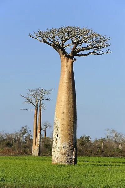 Baobab (Adansonia grandidieri), standing in the rice field, Morondava, Madagascar, Africa