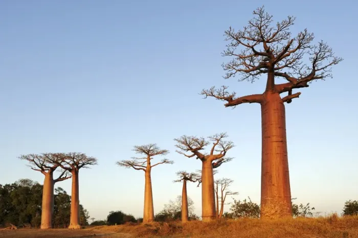 Framed Print : Baobab-Alley, Grandidiers Baobab (Adansonia grandidieri) in the morning light, Morondava, Madagascar, Africa