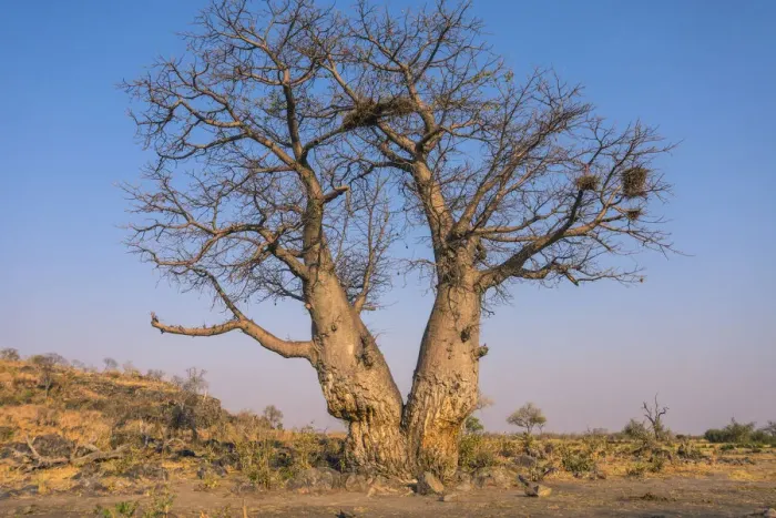 Framed Print : Baobab tree (adansonia digitata), Savuti, Chobe National Park, Botswana Framed Print : Baobab tree (adansonia digitata), Savuti, Chobe National Park, Botswana