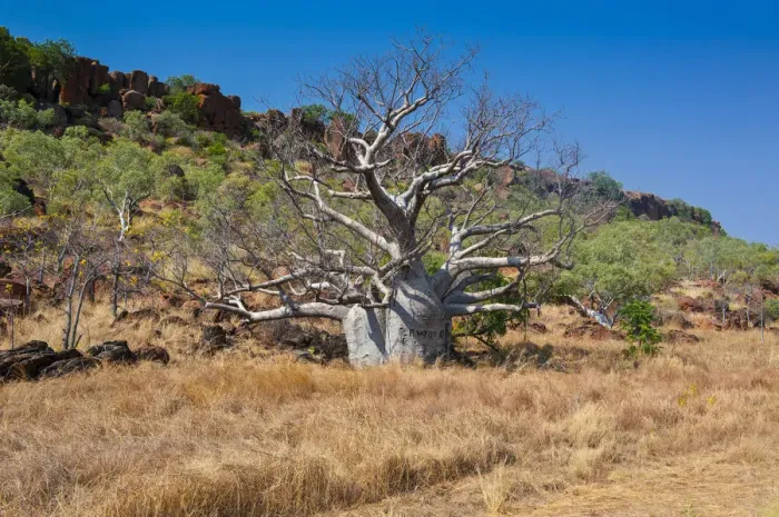 Framed Print : Baobab tree -Adansonia sp. - in the outback, Northern Territory, Australia