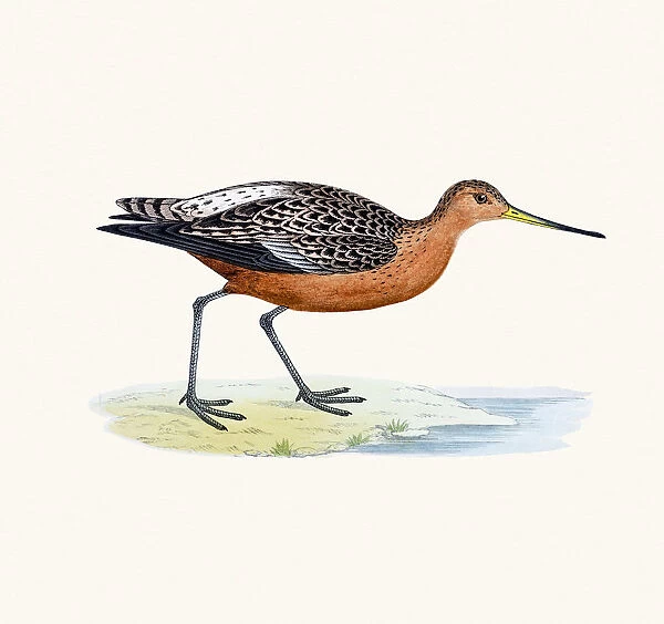 Bar-tailed godwit bird 19 century illustration