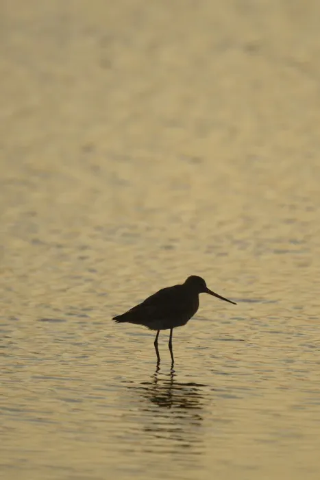 Framed Print : Bar-tailed Godwit -Limosa lapponica-, backlit, standing in water, Texel, The Netherlands, Europe Framed Print : Bar-tailed Godwit -Limosa lapponica-, backlit, standing in water, Texel, The Netherlands, Europe