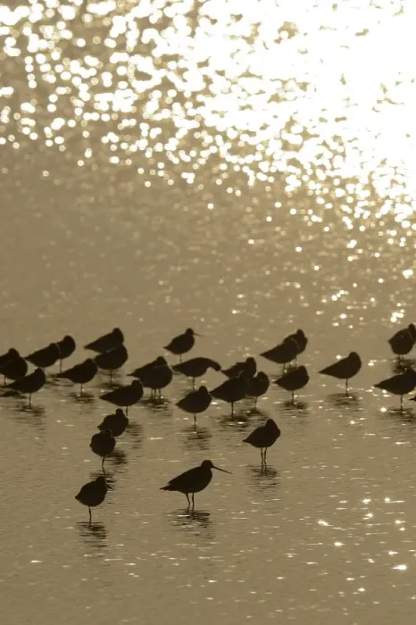 Framed Print : Bar-tailed Godwit -Limosa lapponica-, backlit standing in the water, Texel, The Netherlands, Europe Framed Print : Bar-tailed Godwit -Limosa lapponica-, backlit standing in the water, Texel, The Netherlands, Europe